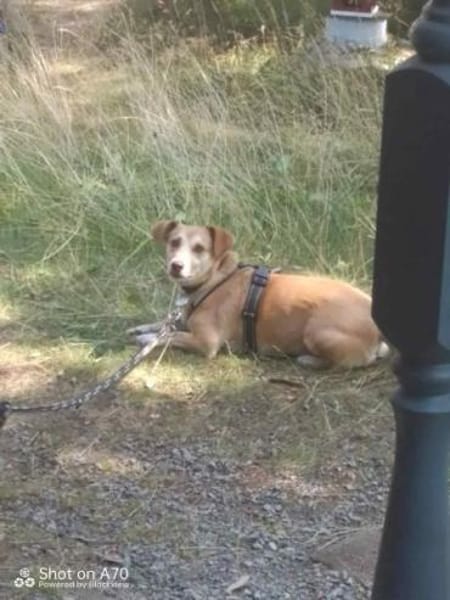 MOCCA -sucht ein hundeerfahrenes Zuhause