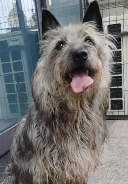 Tammy sucht ein ruhiges Zuhause