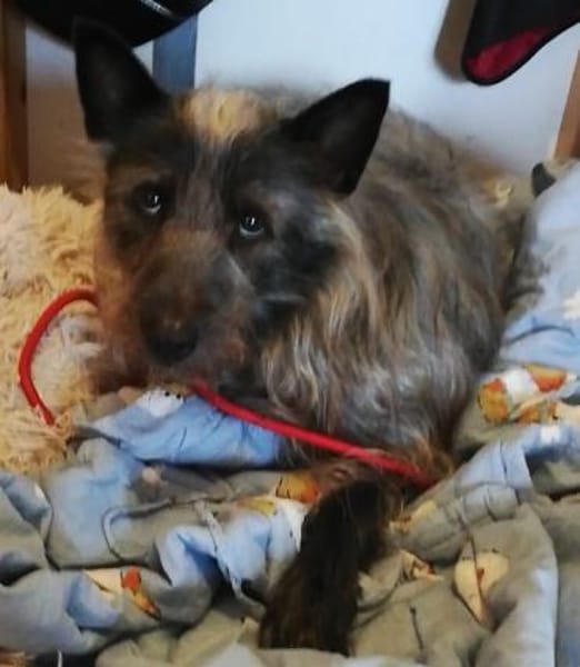 Tammy sucht ein ruhiges Zuhause
