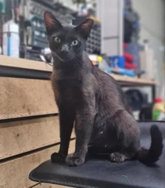 Mia  Ruhiges Katzenmädel sucht Familie