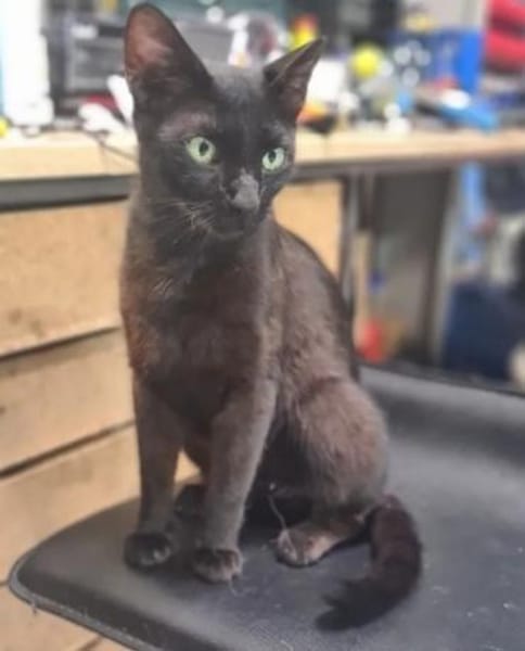 Mia  Ruhiges Katzenmädel sucht Familie