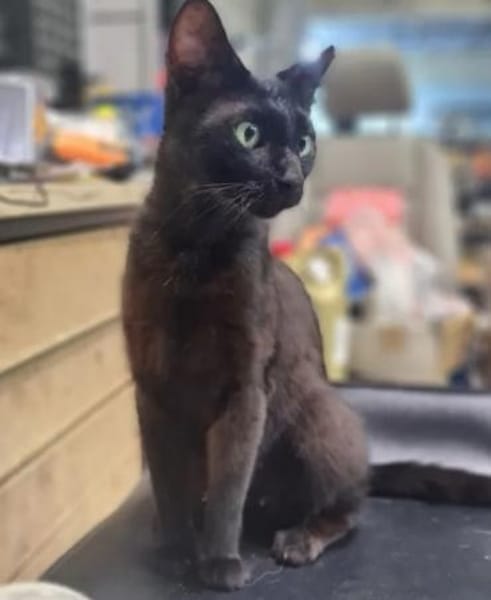 Mia  Ruhiges Katzenmädel sucht Familie