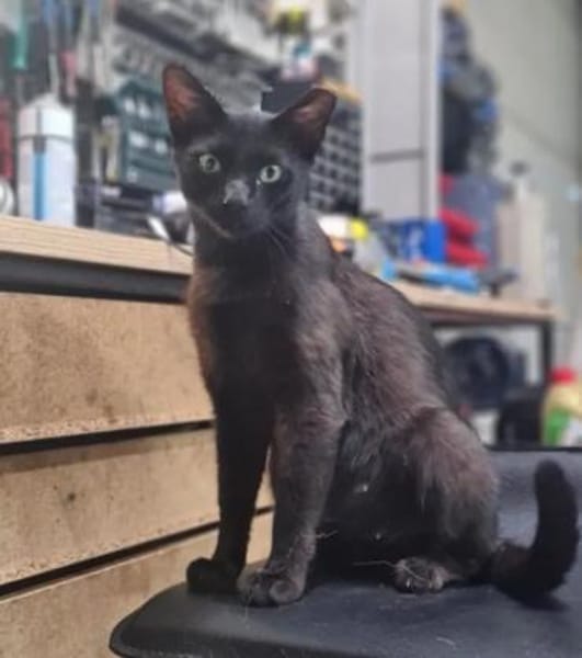 Mia  Ruhiges Katzenmädel sucht Familie