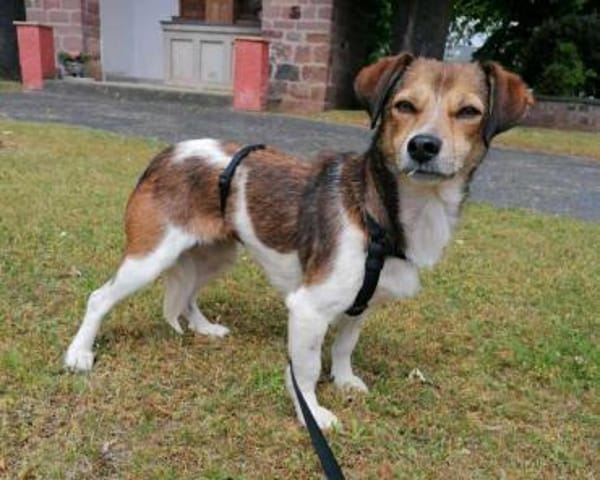 Hedda- eine zarte Hundeseele....