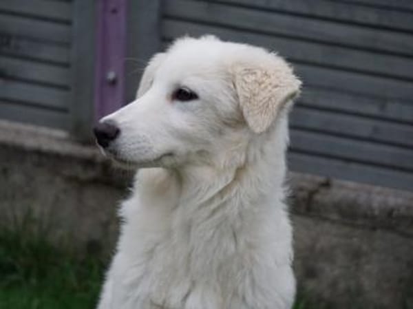 Geben Sie Cloe ein Zuhause?