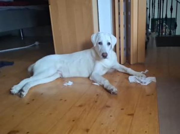 Liebenswerter Giovedi sucht Zuhause