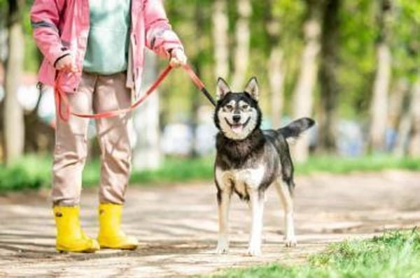 Frohnatur Lina sucht liebevolles Zuhause