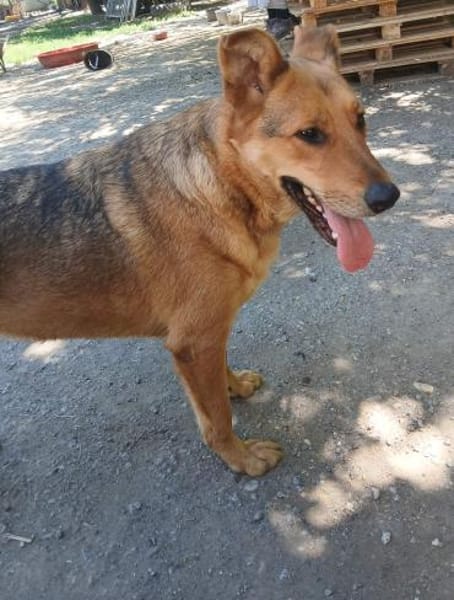 Cezar war nur eingesperrt