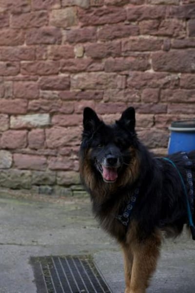 Senior Bruno sucht warmes Körbchen