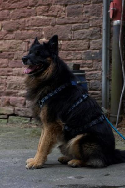 Senior Bruno sucht warmes Körbchen