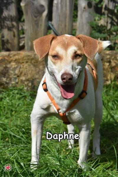 DAPHNE