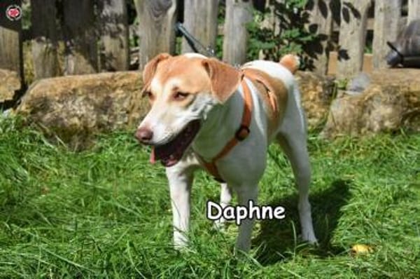DAPHNE