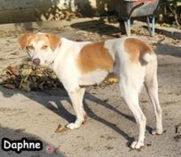 DAPHNE