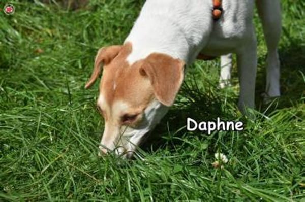 DAPHNE