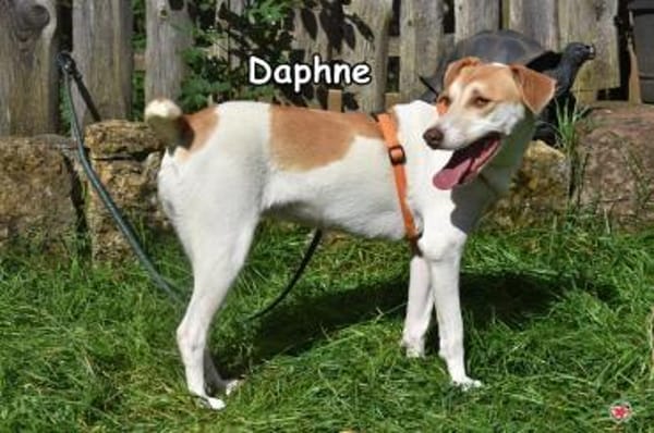 DAPHNE