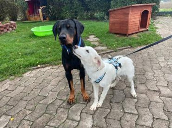 Zauberhafter COLAN sucht seine Familie