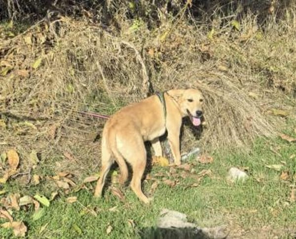 Toller Labbymix sucht ein Zuhause