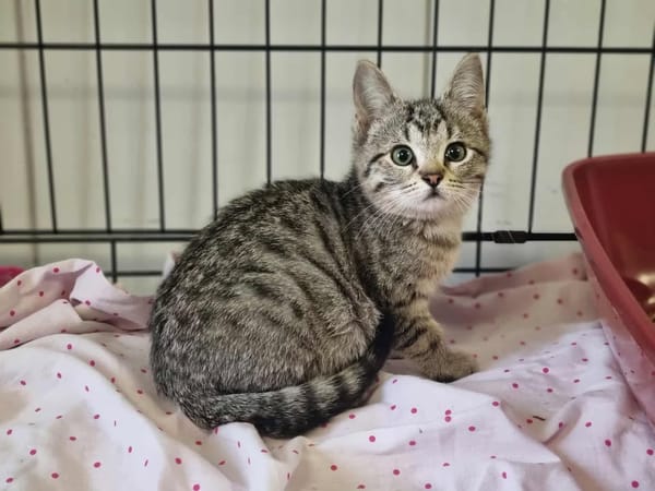 AGATHE (adoption en cours)