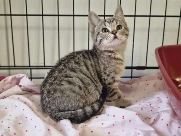 AGATHE (adoption en cours)