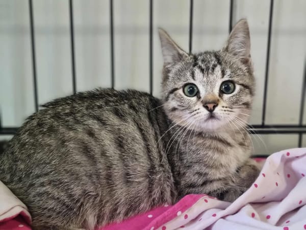AGATHE (adoption en cours)