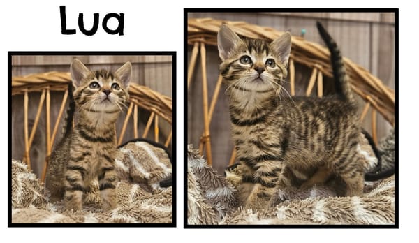 LUA(Réservée)