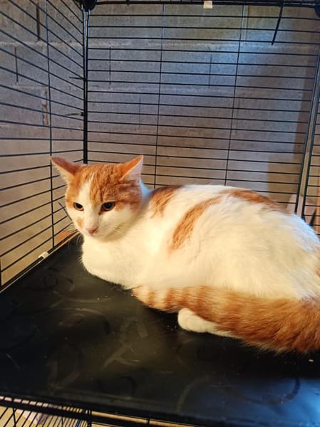 Apollon chat roux et blanc