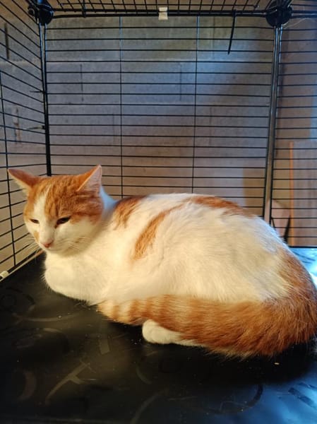 Apollon chat roux et blanc