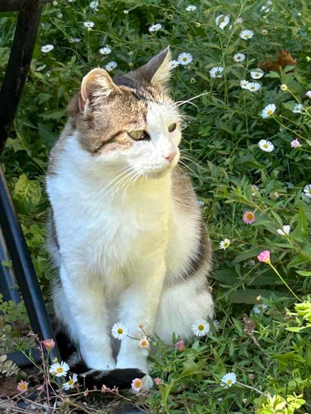 BELLA**