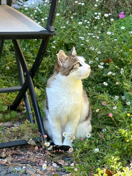 BELLA**