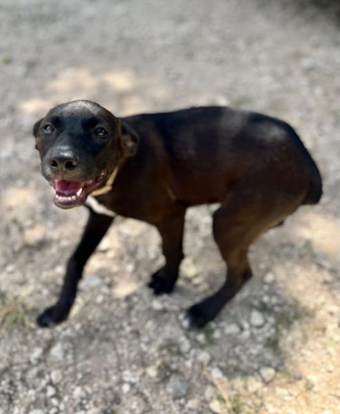 Claudia, femelle berger, née le 21/06/2025 🐶