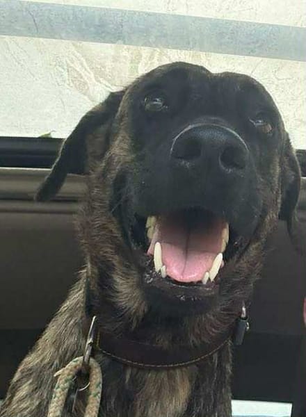 🐾 À L’ADOPTION – NIKKIE, une beauté bringée au regard malicieux ! 🐾