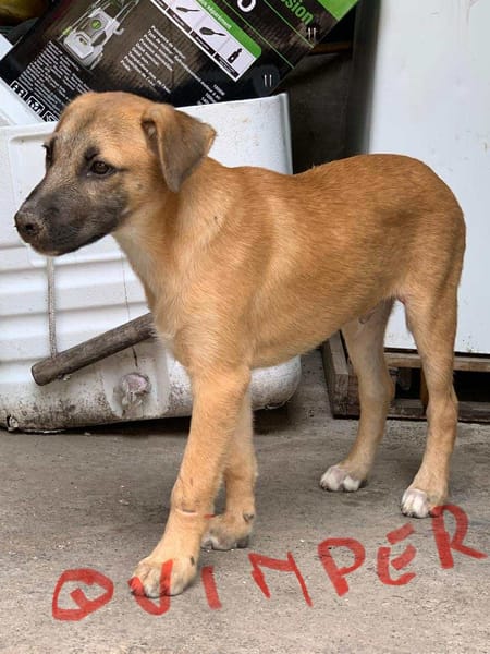 🐾 À L’ADOPTION – QUIMPER, un cœur tendre en quête de sa famille pour la vie ! 🐾