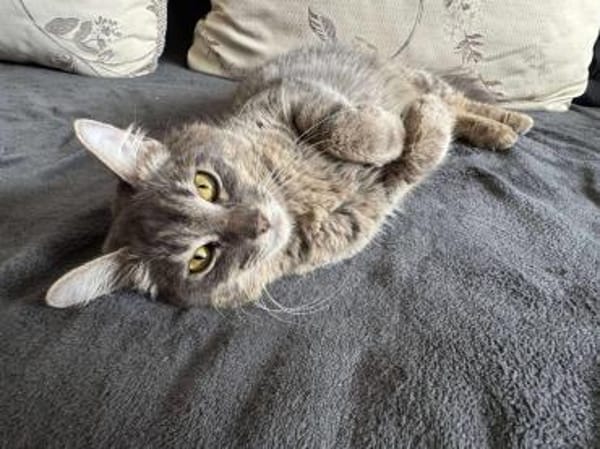 Lillian sucht ihr Zuhause
