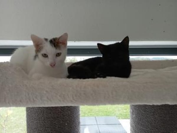 Gustl und Nero suchen Zuhause