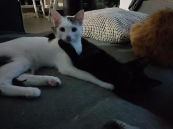 Gustl und Nero suchen Zuhause