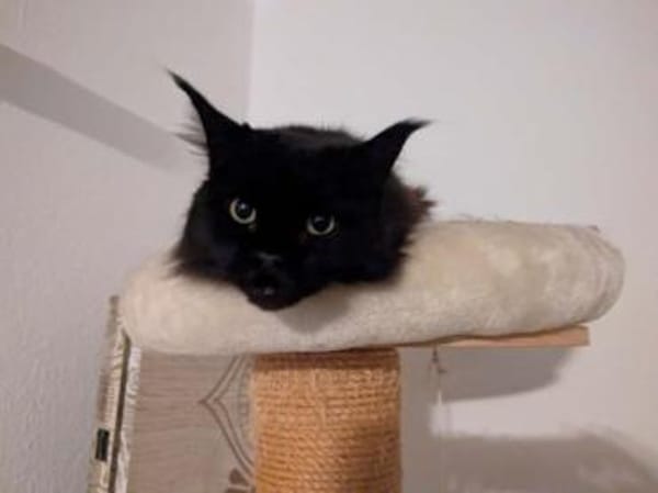 Donna - die verschmuste Chefin