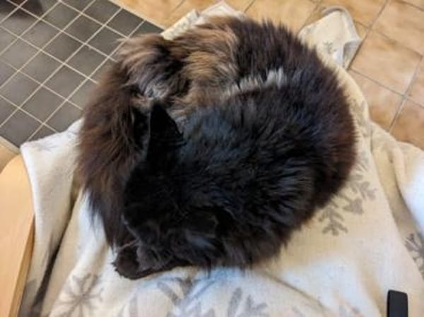 Donna - die verschmuste Chefin