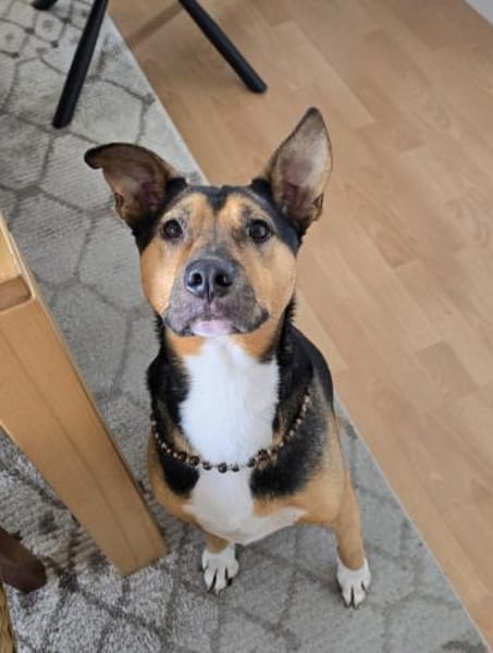 Toller Bruno braucht klare Regeln