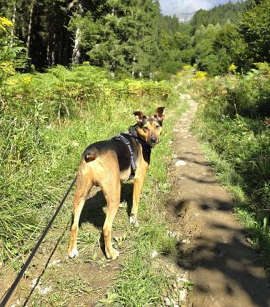 Toller Bruno braucht klare Regeln