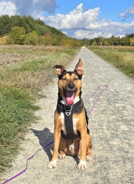 Toller Bruno braucht klare Regeln