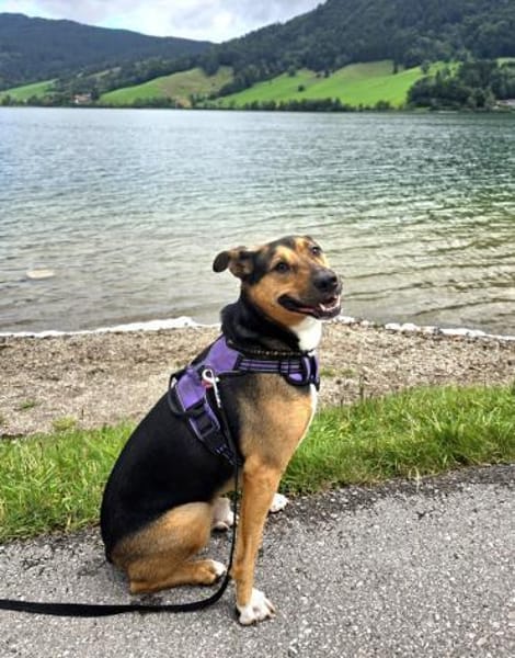 Toller Bruno braucht klare Regeln