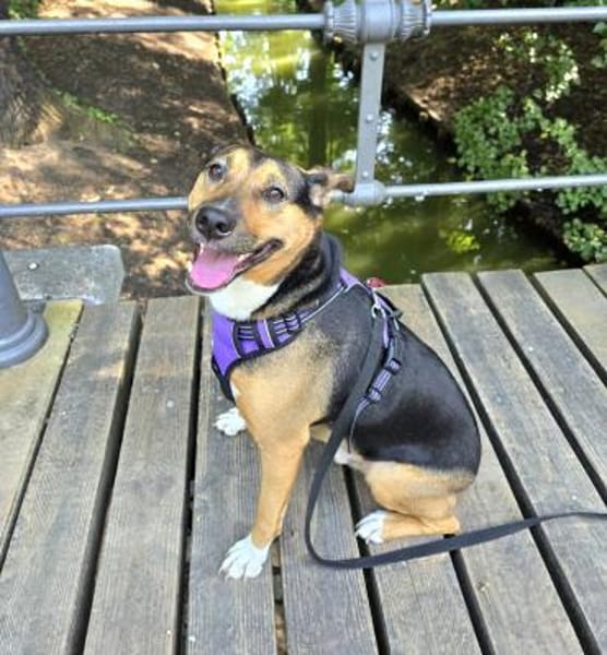 Toller Bruno braucht klare Regeln