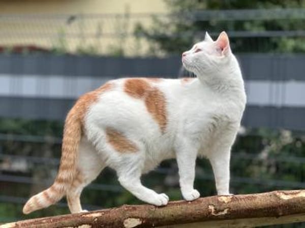Punky sucht Zuhause