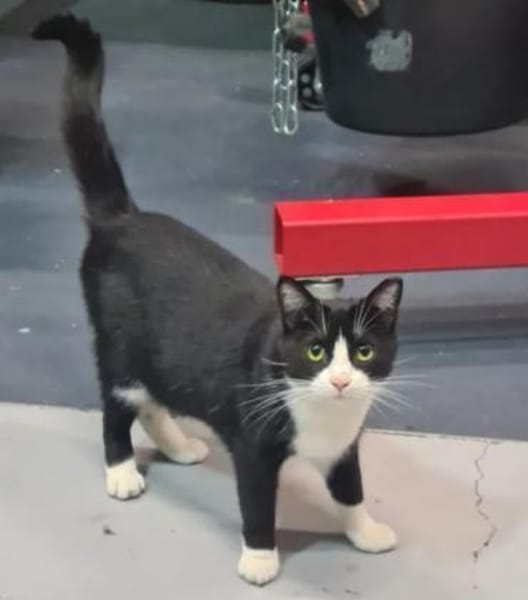 Minnie Sonnenscheinchen sucht Familie