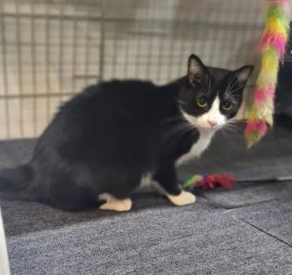 Minnie Sonnenscheinchen sucht Familie
