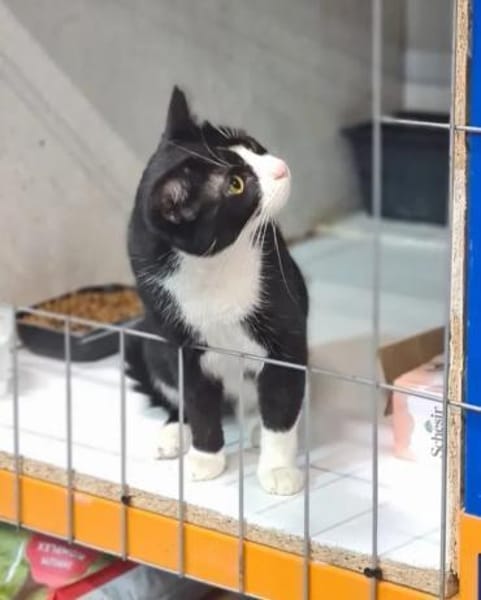 Minnie Sonnenscheinchen sucht Familie