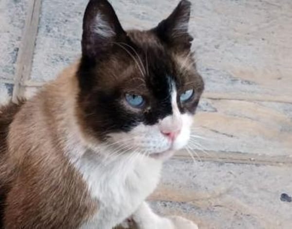 SOS BALOU- verliert sein neues Zuhause!