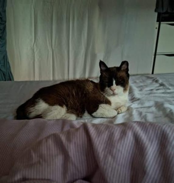 SOS BALOU- verliert sein neues Zuhause!