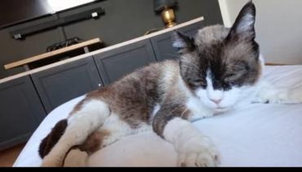SOS BALOU- verliert sein neues Zuhause!