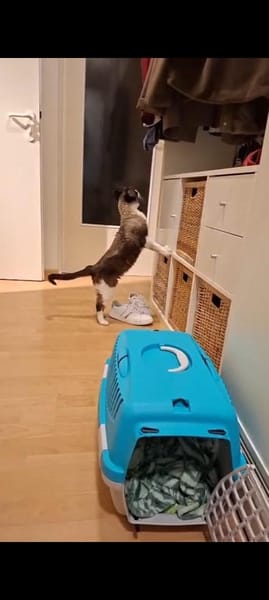 SOS BALOU- verliert sein neues Zuhause!